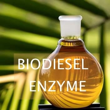 Καλή τιμή. Transesterification Lipase αντιδράσεων ένζυμο για τη σύνθεση biodiesel σε απευθείας σύνδεση