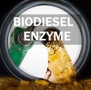 Καλή τιμή. Lipase δραστηριότητας παραγωγής biodiesel μεταβολικές διαβάσεις ενζυμικών λιπιδίων σε απευθείας σύνδεση